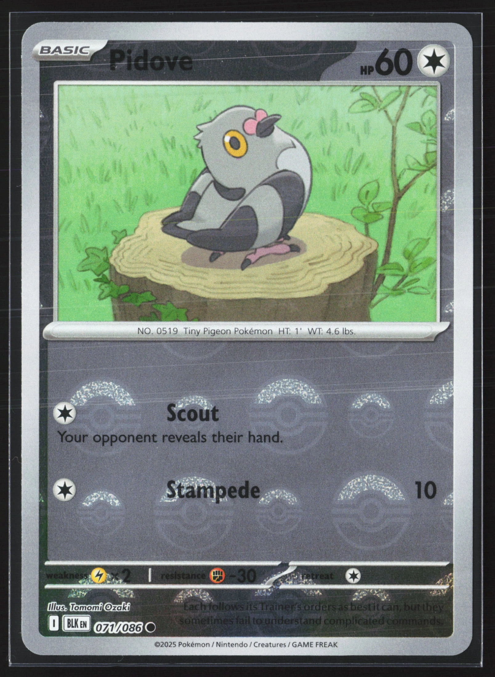 Pidove (BLK 071) — Voorkant